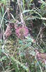 Acaena