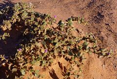 Fagonia glutinosa