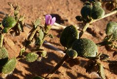 Fagonia glutinosa