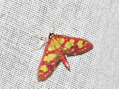 Stenochora lancinalis