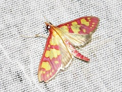 Stenochora lancinalis