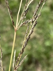 Eragrostis plana