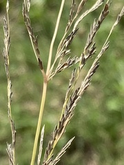 Eragrostis plana
