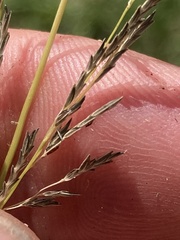 Eragrostis plana