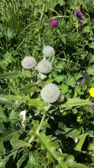 Cirsium laniflorum