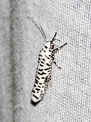 Yponomeuta strigillatus