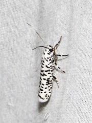 Yponomeuta strigillatus