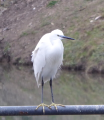 Egretta garzetta