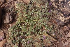 Fagonia longispina