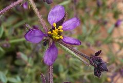 Fagonia longispina