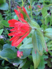 Castilleja litoralis