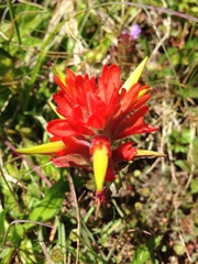 Castilleja litoralis
