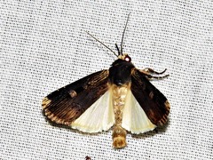 Effractilis effracta