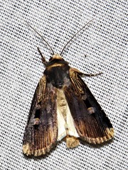 Effractilis effracta