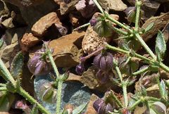 Fagonia longispina
