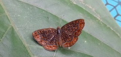 Calephelis laverna