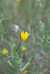 Chondrilla piptocoma