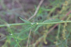 Chondrilla piptocoma