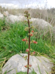 Scrophularia rubricaulis