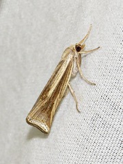 Ancylolomia pectinifera