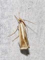 Ancylolomia pectinifera