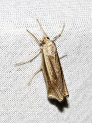 Ancylolomia pectinifera