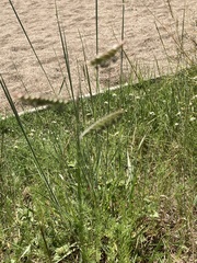 Moorochloa eruciformis