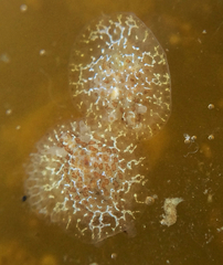 Corambe steinbergae