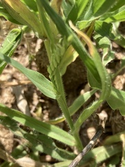 Moorochloa eruciformis