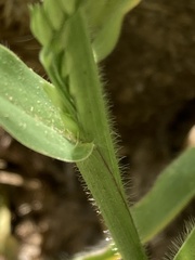 Moorochloa eruciformis