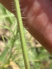 Moorochloa eruciformis