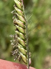 Moorochloa eruciformis