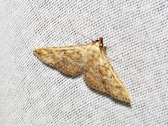 Cerynea thermesialis