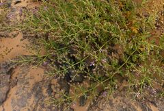 Fagonia longispina