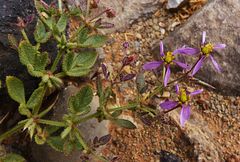 Fagonia longispina