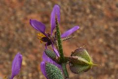 Fagonia longispina
