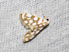 Obtusipalpis pardalis