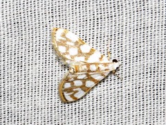 Obtusipalpis pardalis