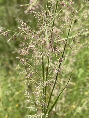 Eragrostis gummiflua