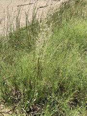 Eragrostis gummiflua