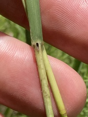 Eragrostis gummiflua