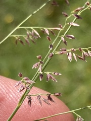 Eragrostis gummiflua