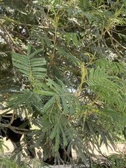 Acacia mearnsii