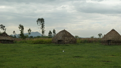 Threskiornis aethiopicus