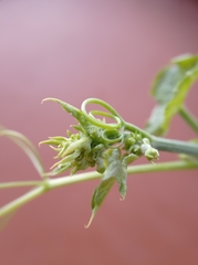 Cucurbitaceae