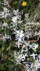 Cerastium biebersteinii