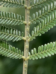 Acacia mearnsii