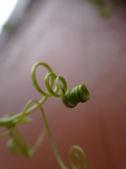Cucurbitaceae