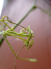 Cucurbitaceae
