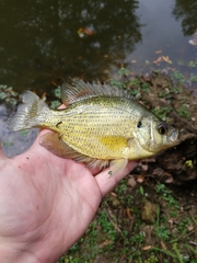 Centrarchus macropterus